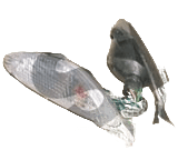 Боковые фонари скутер FT50QT-3 перед